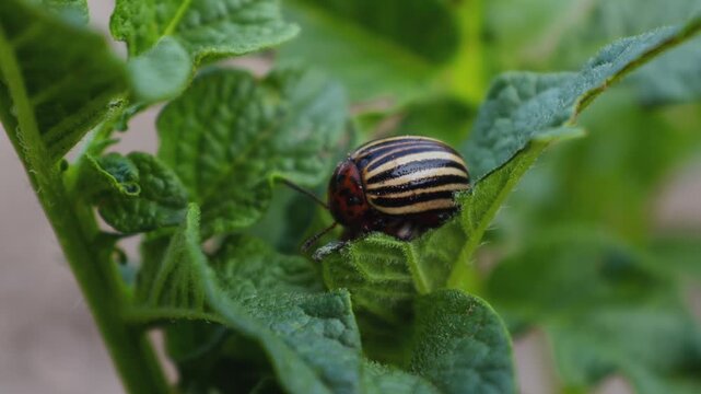 Adult Colorado Potato Beetle (Leptinotarsa decemlineata) Feeding on Potato Leaves
