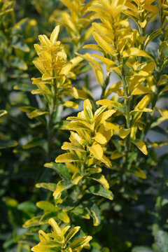Detailed shot of the upright stems with vibrant golden yellow and green leaves on a Japanese spindle shrub - latin name - Euonymus japonicus Microphyllus Pulchellus