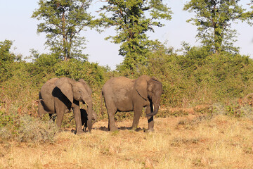 Obraz premium Afrikanischer Elefant / African elephant / Loxodonta africana