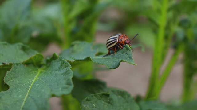 Adult Colorado Potato Beetle (Leptinotarsa decemlineata) Feeding on Potato Leaves
