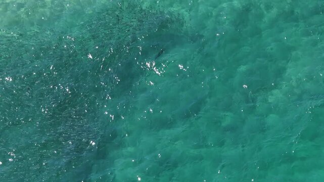 Rooster fish chasing smaller fish in the turquoise waters of Cabo San Lucas.