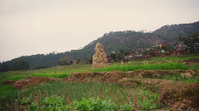 Single hay stack standing among terraced vegetable gardens with a colorful hillside village and pine forest under a pale overcast sky