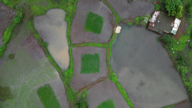 Nature's Grid: Top-Down Drone View of Lush Rice Paddies.