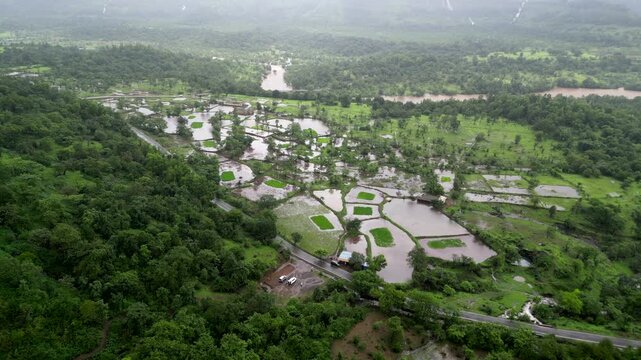 Nature's Grid: Top-Down Drone View of Lush Rice Paddies.