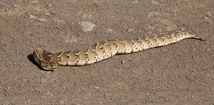 Puffotter / Puff adder / Bitis arietans arietans