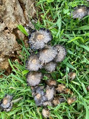 inky cap mushrooms in the grass © Juli