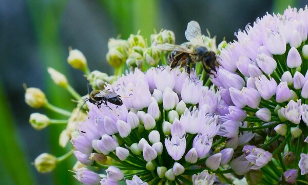 Bees on the big purple flower collecting pollen in the garden, close macro detail, insects and flower wildlife background