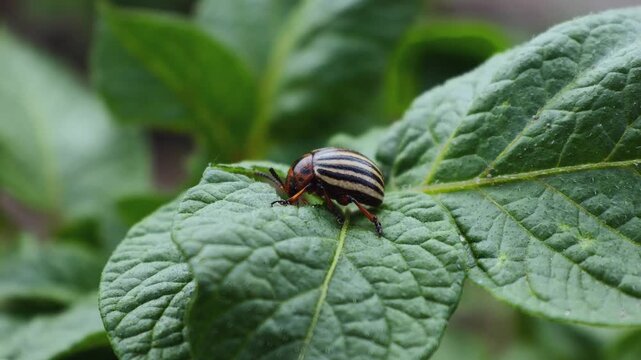 Adult Colorado Potato Beetle (Leptinotarsa decemlineata) Feeding on Potato Leaves
