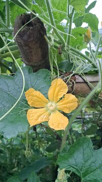 butterfly on the flower