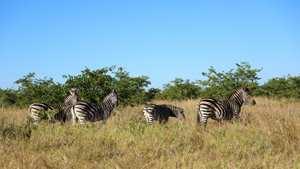 Steppenzebra / Burchell's zebra / Equus quagga burchellii © Ludwig