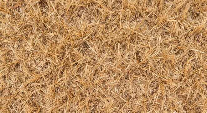 brown dry grass textures for background needs or other design needs