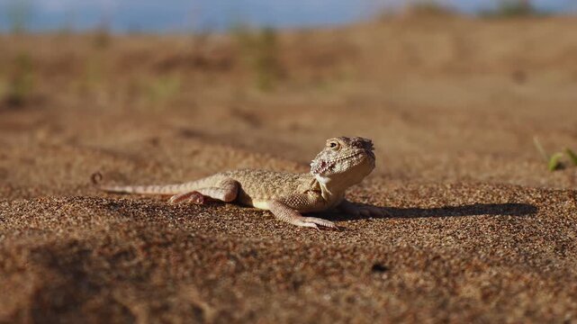 Sand Roundhead (Phrynocephalus interscapularis) Resting Calmly on Sandy Ground