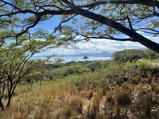 Fototapeta premium trees in the mountains