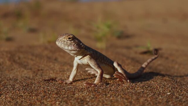 Sand Roundhead (Phrynocephalus interscapularis) Alert and Surveying Its Sandy Surroundings
