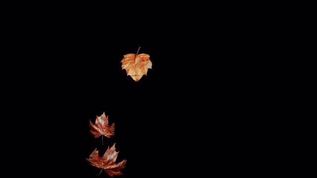 Autumn maple leaves falling isolated on black background.