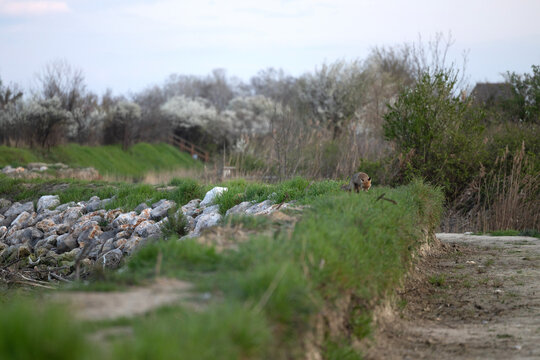 giovane volpe tra l'erba sull'argine di un canale fluviale, di giorno