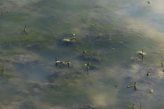vista aerea o ripresa dall'alto di un ambiente acquatico o palustre, con una distesa d'acqua e fango poco profondo e vari elementi della vegetazione che spuntano dalla superficie