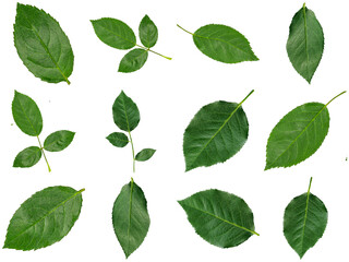 Photograph of a varied collection of fresh green rose leaves in different sizes and formations. © BinhMai