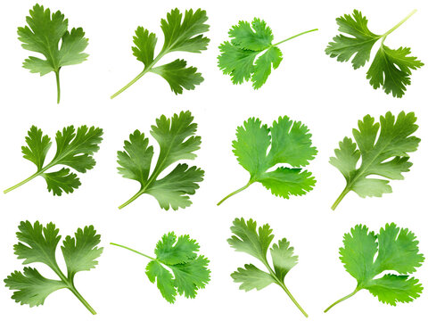 Fresh vibrant green cilantro or coriander leaves arranged artistically.