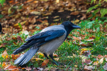 Obraz premium Hooded crow, corvus cornix, standing on the lawn in the spring or summer