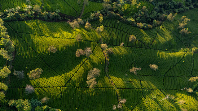 Aerial view of the lush green tea plantation at Bedakah with terraced rows and scattered trees illuminated by soft sunlight in Kecamatan Kertek, Jawa Tengah, Indonesia.