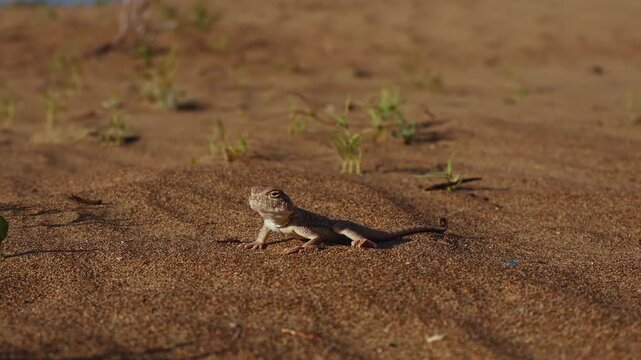 Sand Roundhead (Phrynocephalus interscapularis) Alertly Turning Its Head from Side to Side
