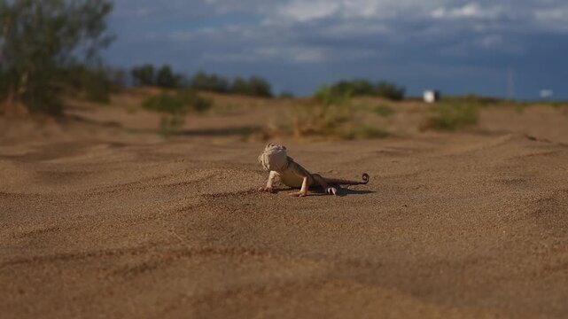 Sand Roundhead (Phrynocephalus interscapularis) Alert and Surveying Its Sandy Surroundings
