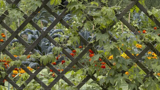 Bitter melon vine climbing on wooden lattice fence. Lush organic garden with cavolo nero kale and marigold flowers in tight horizontal broll shot.