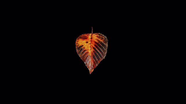 Vibrant autumn leaf skeleton rotating against a deep black background.