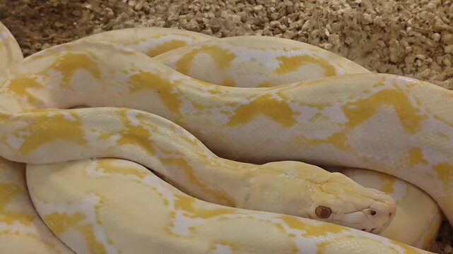 Albino python snake coiled up and yawning inside a plastic cage, Curled Reptile, Reptilian Wildlife, Exotic Animal, Cold-blooded Predator, Pet Zoo