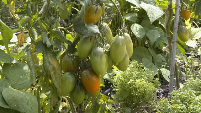 Orange Banana heritage tomato bunch ripening in eco garden. Homegrown heirloom tomatoes with green greek basil and bean leaves in lush organic companion planting.