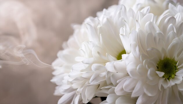 smoke close up selective soft focus white chrysanthemum aster flower petal bouquet on beige gray natural art blur neutral background