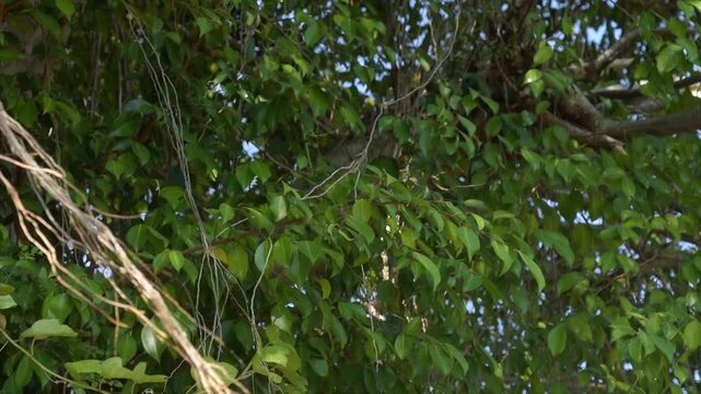 Lush green banyan tree leaves (Ficus benjamina) swaying gently in sunlight, 4K video.