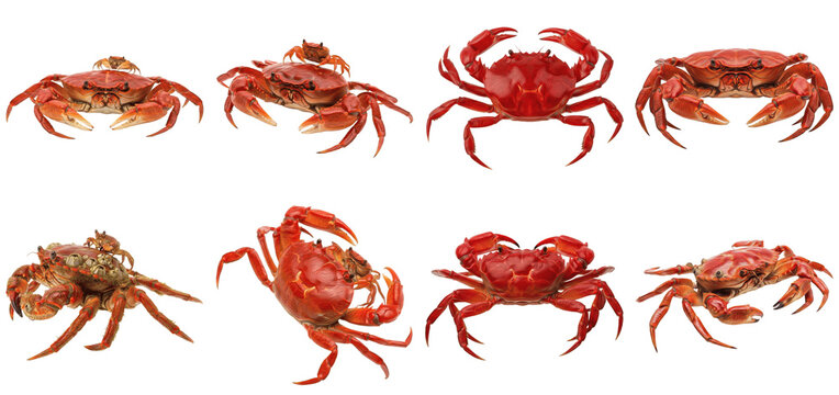 An extensive collection of various species of red and brown crabs in dynamic poses and orientations.