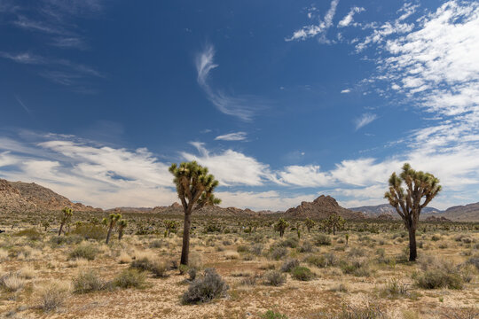 Fantastic landscapes of Joshua Tree Park