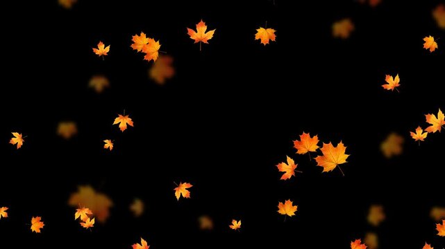 colorful autumn leaves falling isolated alpha channel 4k animation, leaf thanksgiving and Halloween celebration video stream overlay social media motion design element
