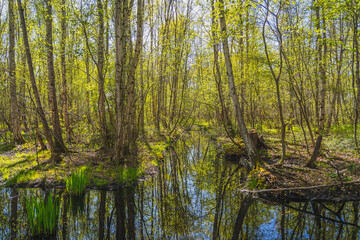 Aerial view of Ptasi Raj nature reserve in Górki Wschodnie, Gdańsk, Poland, with reed wetlands, calm waterways and forested coastal landscape. © Kamil
