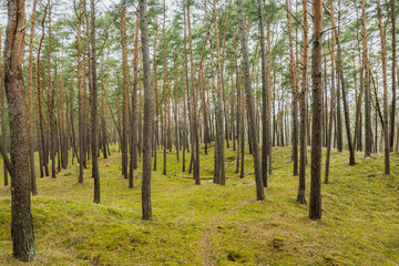 Fototapeta premium World War II trenches on Sobieszewska Island in Gdańsk, Poland, winding through a pine forest covered with moss and fallen leaves.