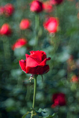 Obraz premium Red rose blooming in a Flower Garden, Beautiful nature, and Background