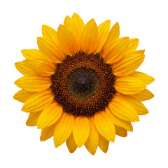 Obraz premium Sunflower blossom with detailed center isolated on transparent background