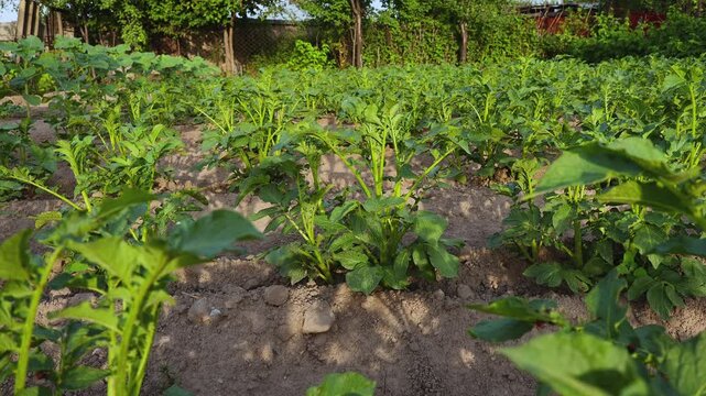 Potato (Solanum tuberosum) Plant in Focus Among Blurred Garden Rows
