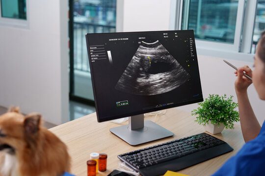 Veterinarian pointing at computer monitor displaying dog ultrasound scan in clinic