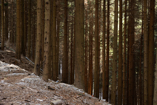 dettagli di un fitto bosco di conifere oscuro, nella penombra, in un ambiente naturale di montagna, in Slovenia, di giorno, in primavera