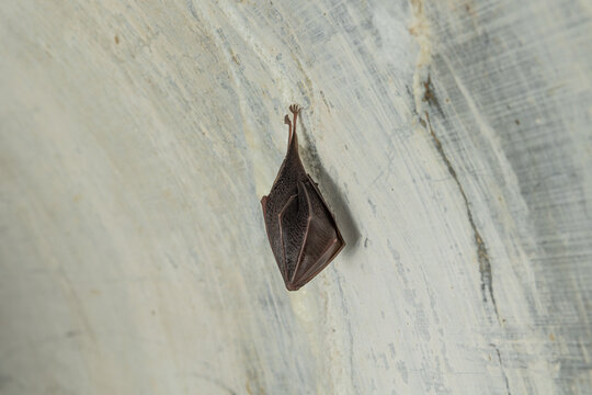 piccolo pipistrello europeo appeso ad un muro mentre sta in letargo