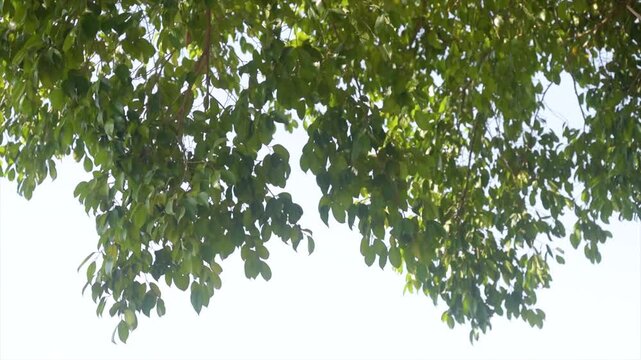 Lush green banyan tree leaves (Ficus benjamina) swaying gently in sunlight, 4K video.