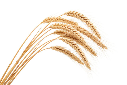 Golden wheat stalks curve gracefully isolated on transparent background