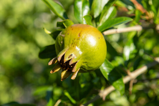 pomegranate growing on tree in natural environment with green leaves and brown earth tones, serene and close-up view from below the fruit periodical question mark.