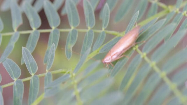 Macro video of a wood cockroach (Ectobiidae sp.) perching on green leaves in 4K resolution.