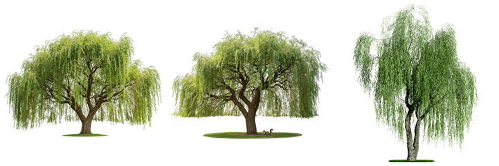 Majestic photograph featuring three graceful weeping willow trees in full green foliage. © Phuong
