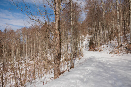 percorso naturale che passa lungo i pendii di una montagna coperta da una fitta foresta di alberi misti e completamente innevata, sotto un cielo sereno, di giorno, in inverno, in Slovenia